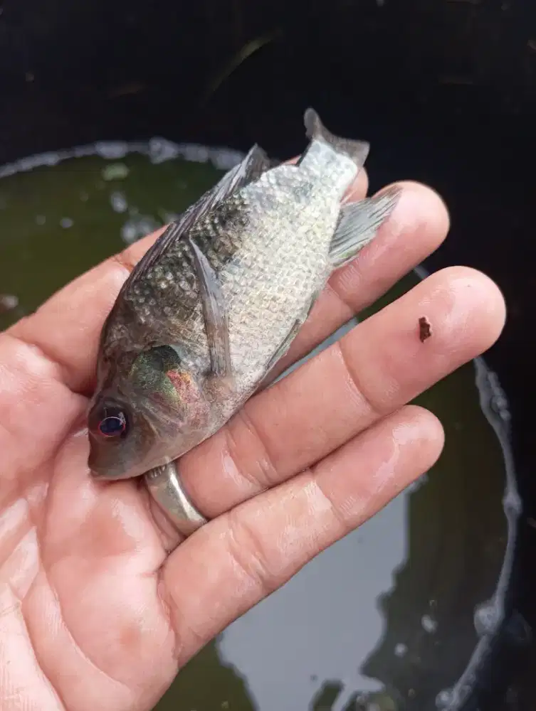 Ikan bila, jual paketan perkntong/partai banyak