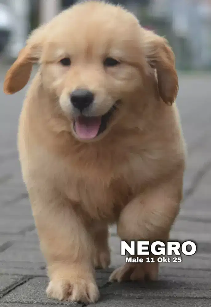 Golden retriever jantan •NEGRO•