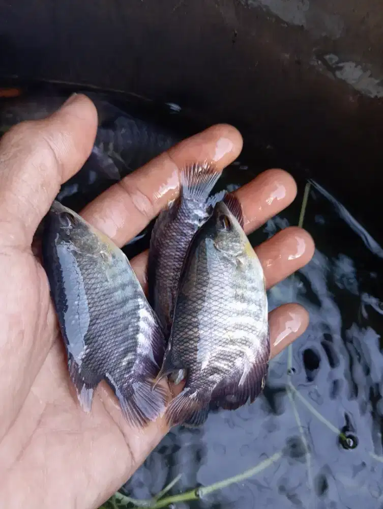 Ikan gurame bibitan 3 jari
