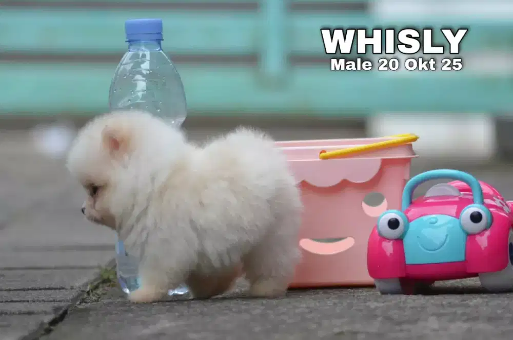 Teacup pom jantan •WHISLY•
