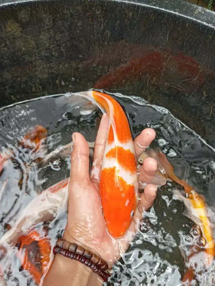 Koi, koi ukuran 25-30cm, jual paketan isi 10 ekor