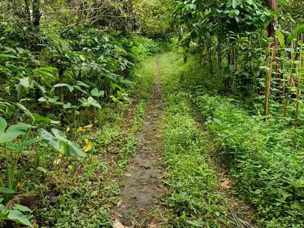Kebun cengkeh dan kopi produktif