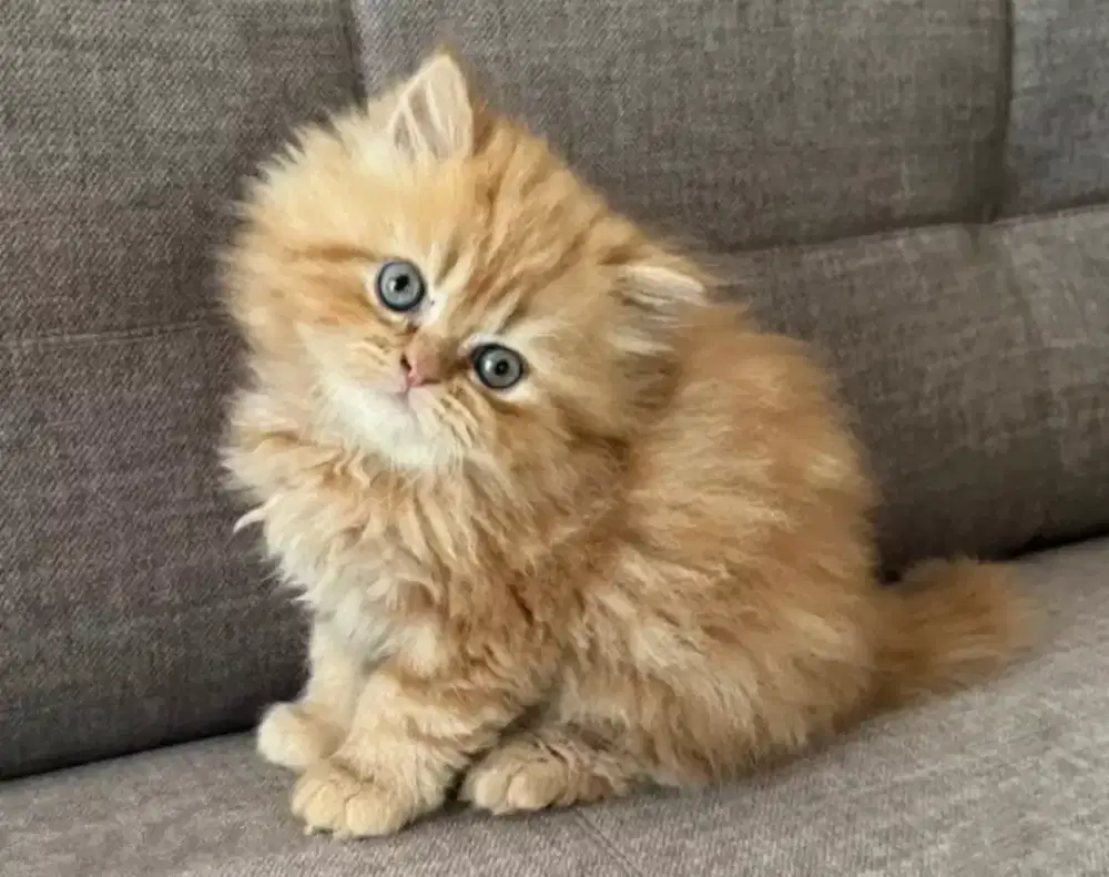 DIJUAL ANAK KUCING PERSIA