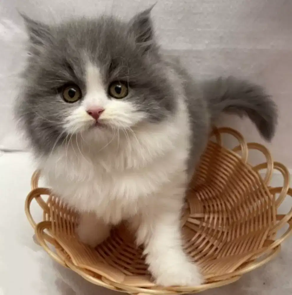 DIJUAL ANAK KUCING PERSIA