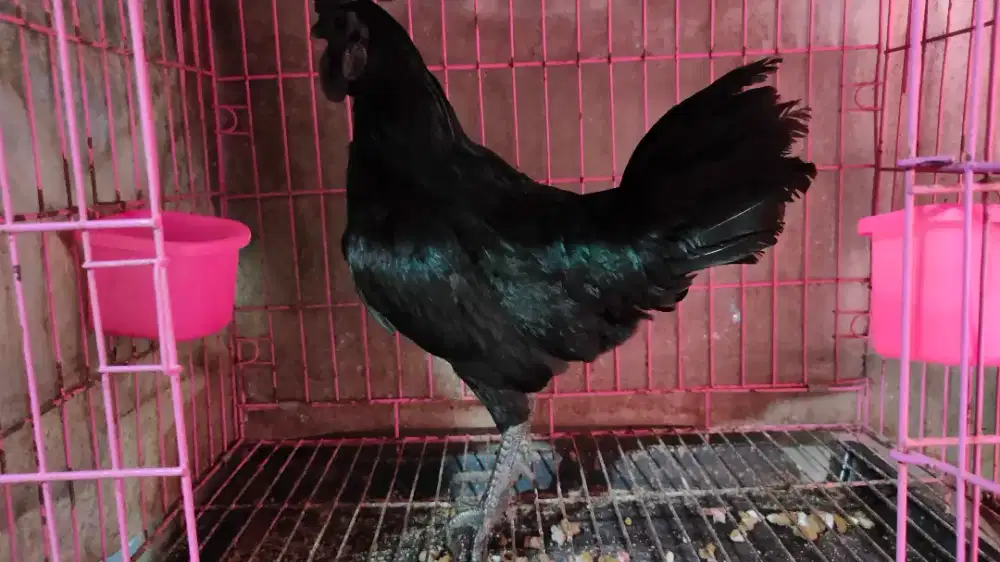 Ayam Betina Cemani unik Berjalu berkokok