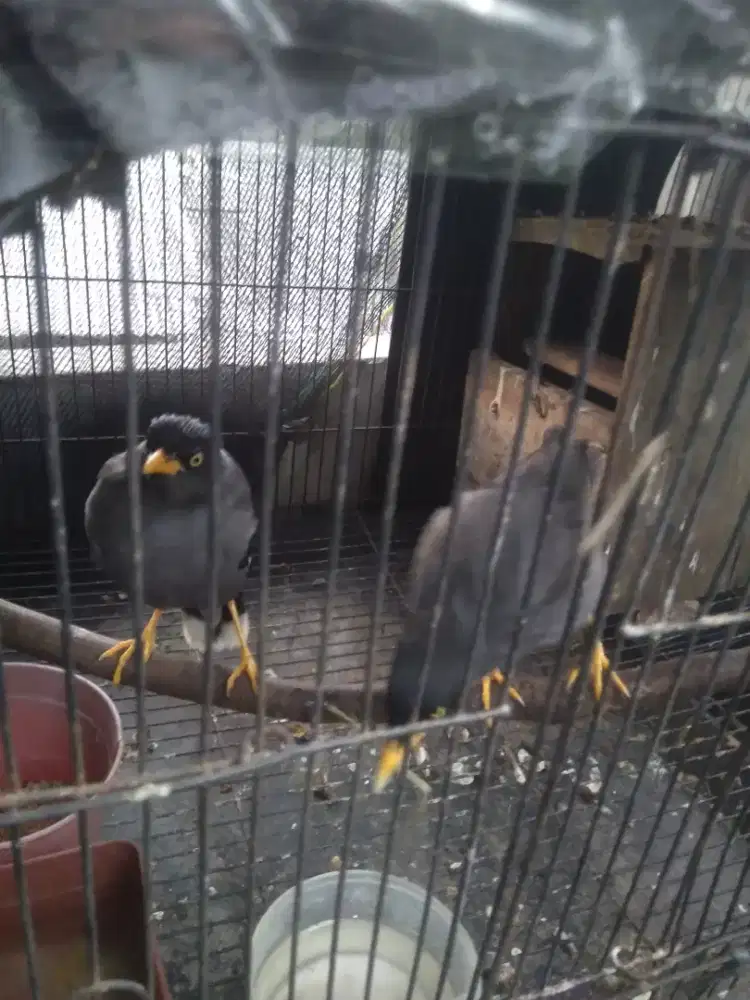 Jalak kebo sepasang burja