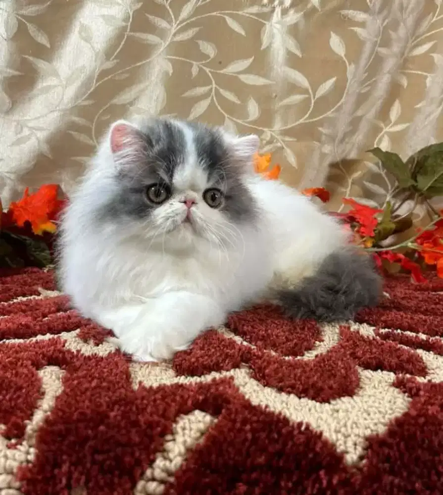 DIJUAL ANAK KUCING PEAKNOSE