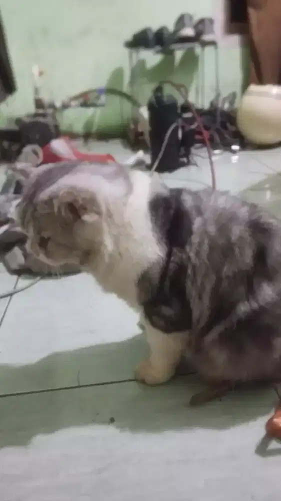 Kucing Scottish fold jantan
