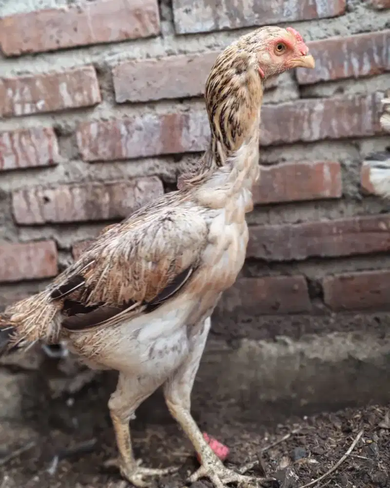 BU betina Shamo Japan dan Eropa