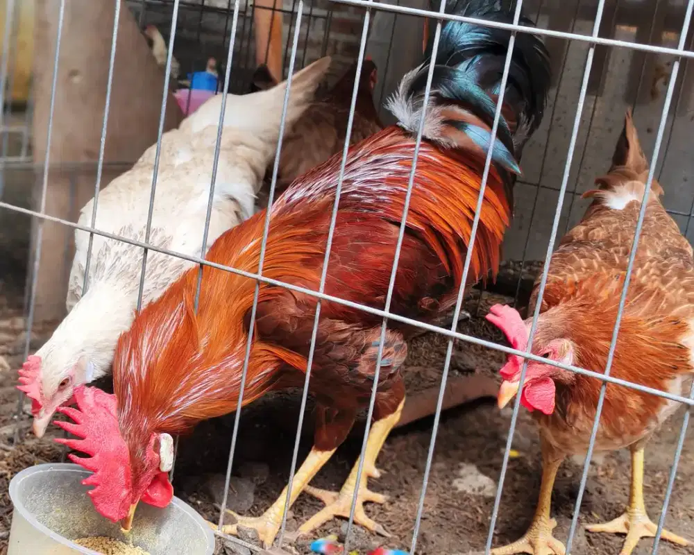 Ayam Elba silang ayam legorn (kampung petelur)