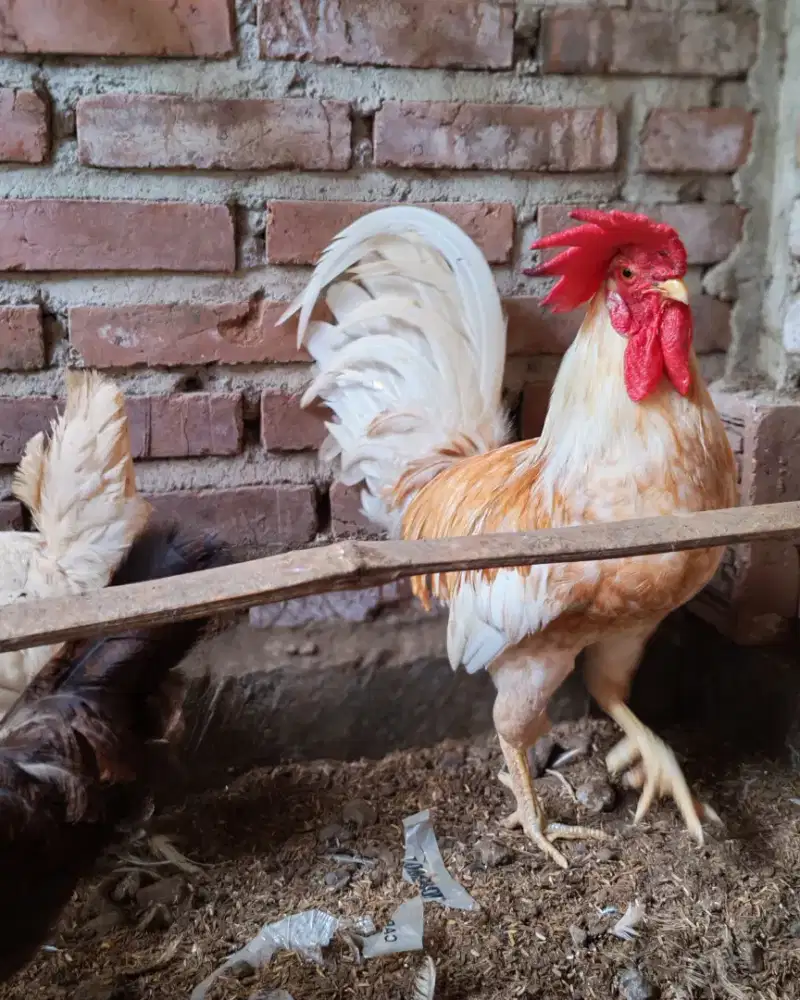 Ayam kampung petelur sudah bertelur