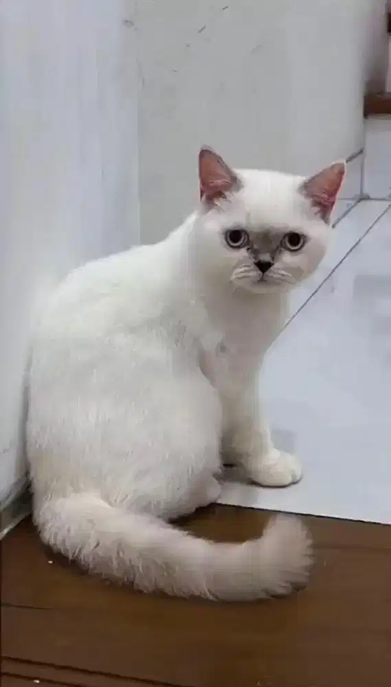 DIJUAL KUCING BSH BETINA PUTIH BISA NEGO