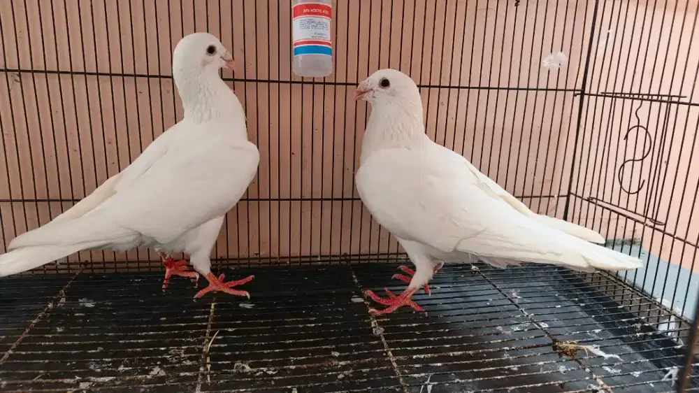 Merpati POSS | merpati putih