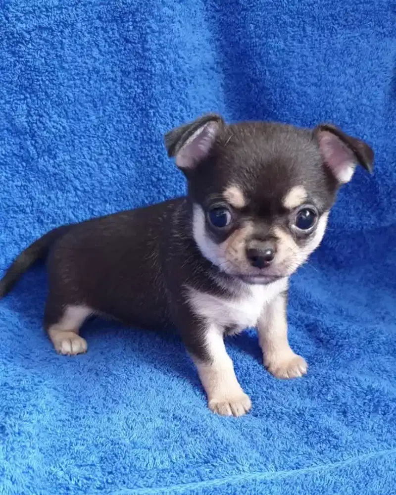 DIJUAL ANJING CHIHUAHUA