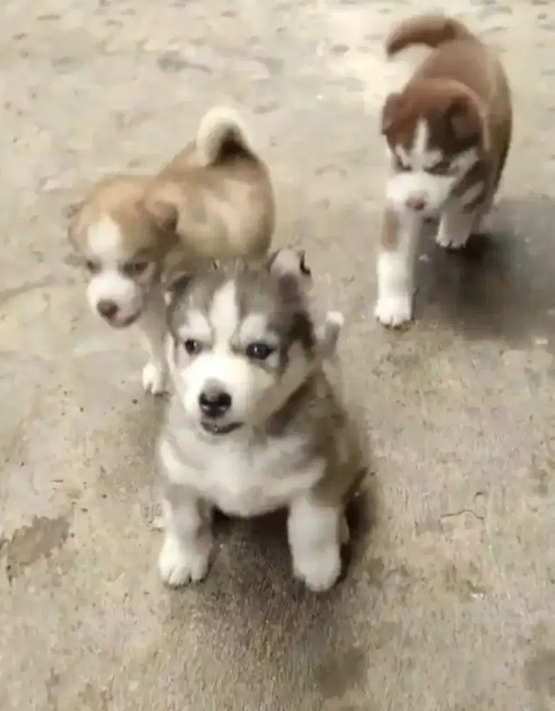 DIJUAL ANAK ANJING SIBERIAN HUSKY