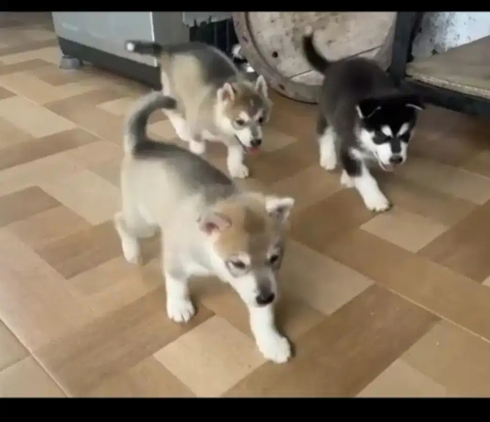 DIJUAL ANAK ANJING SIBERIAN HUSKY