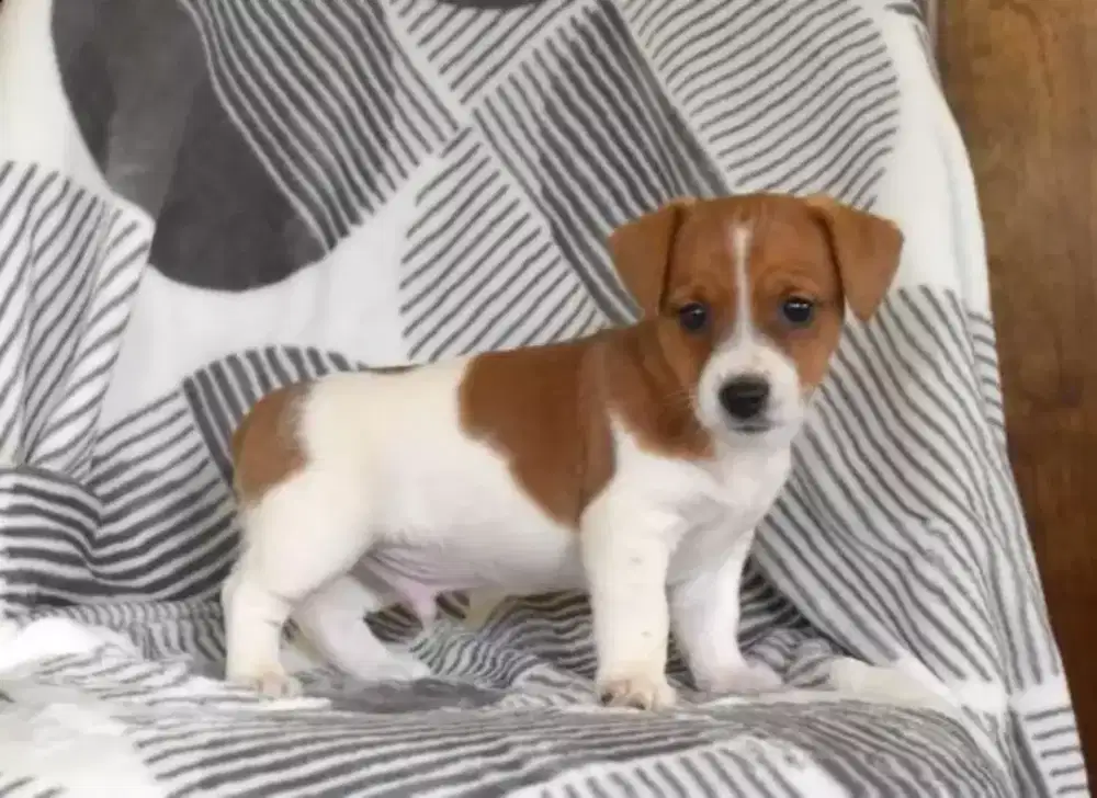 DIJUAL ANJING JACK RUSSELL TERRIER