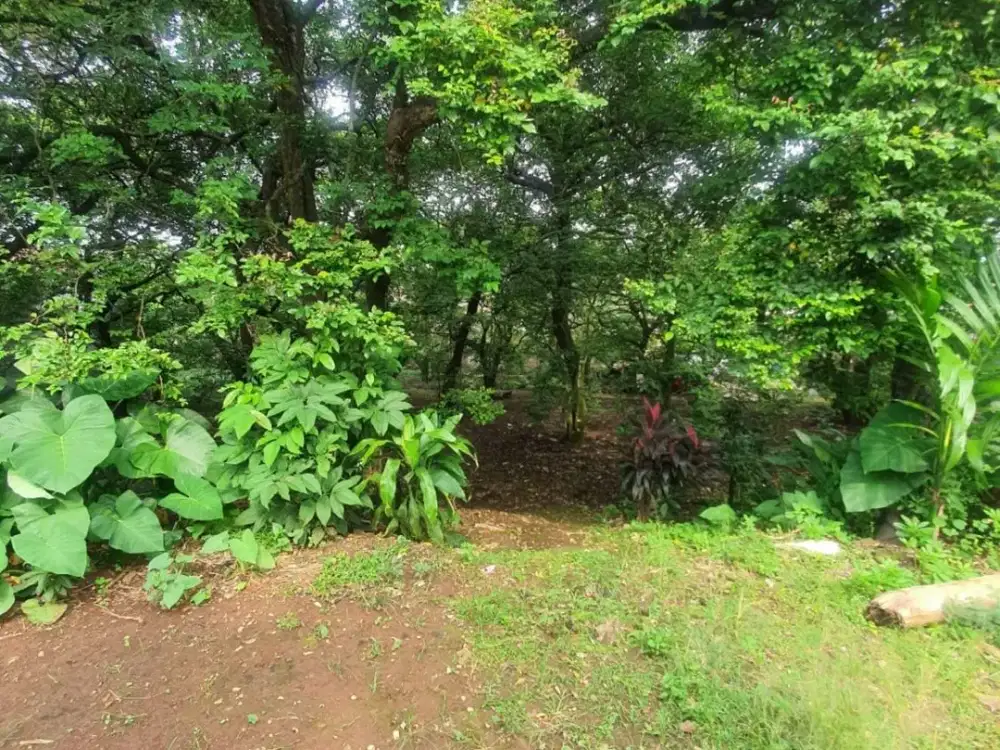 Tanah Luas Harga Murah di Rangkapan Jaya, Pancoran Mas