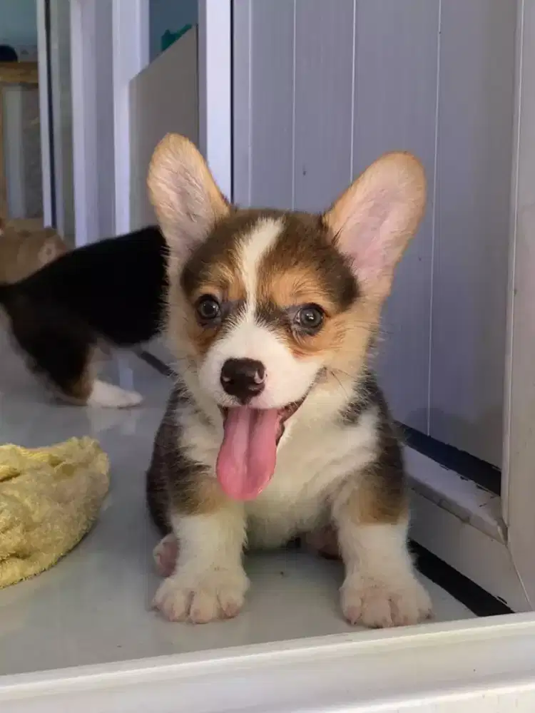 DIJUAL ANJING WELSH CORGI