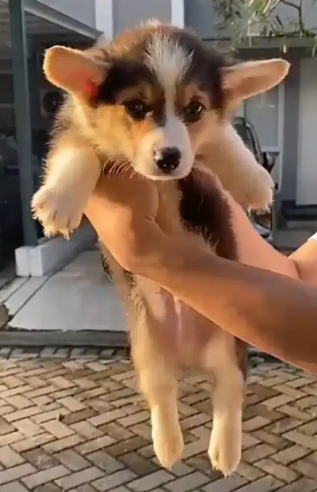 DIJUAL ANAK ANJING CORGI