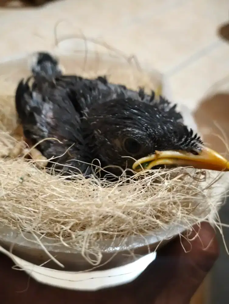 Anakan jalak kebo mata putih