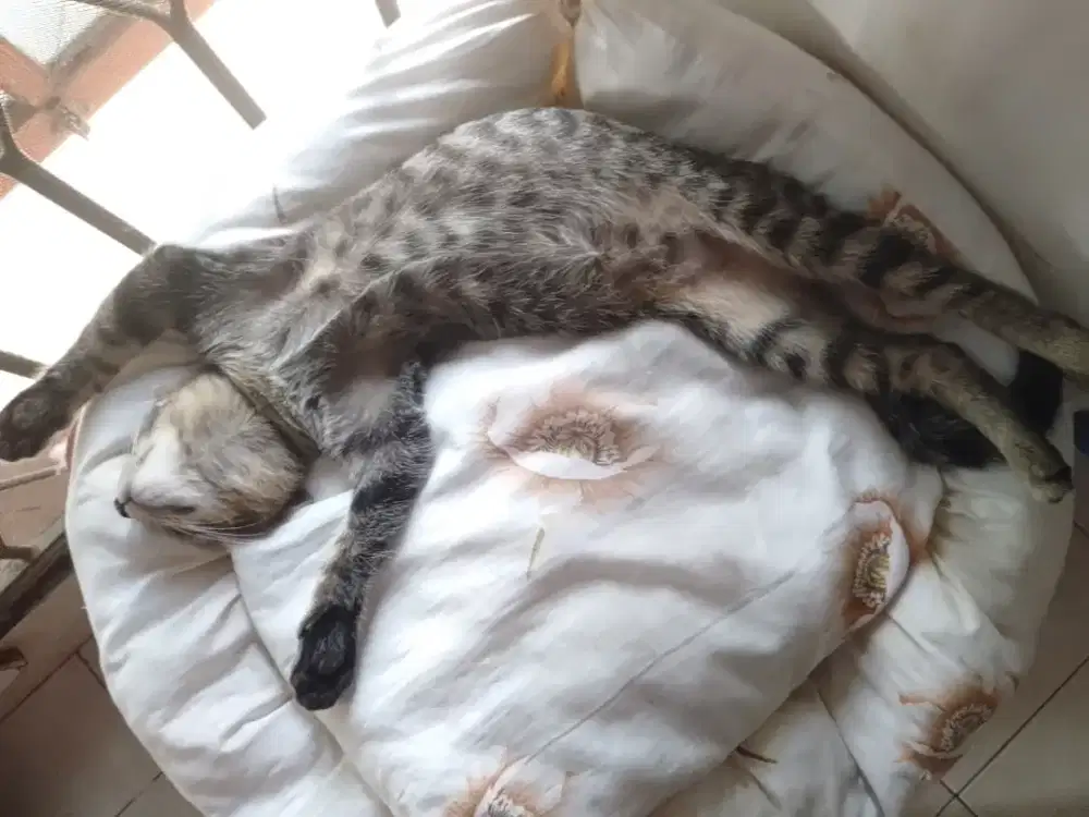 Kucing jantan mix busok n siam