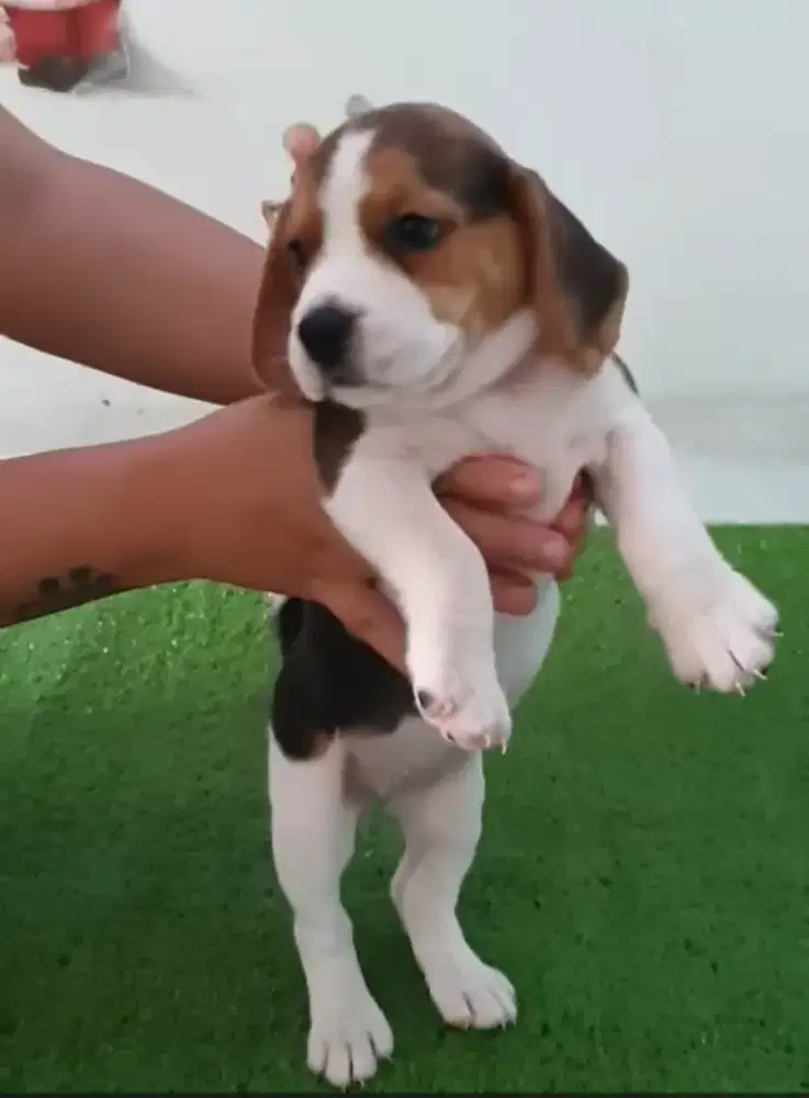 DIJUAL ANAK ANJING BEAGLE