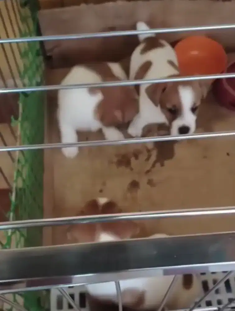 DIJUAL ANAK ANJING JACK RUSSELL