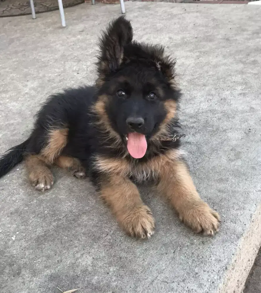 DIJUAL ANJING GERMAN SHEPHERD