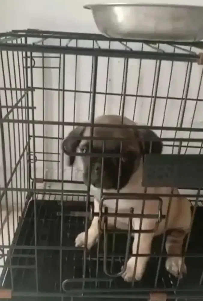 DIJUAL ANAK ANJING PUG