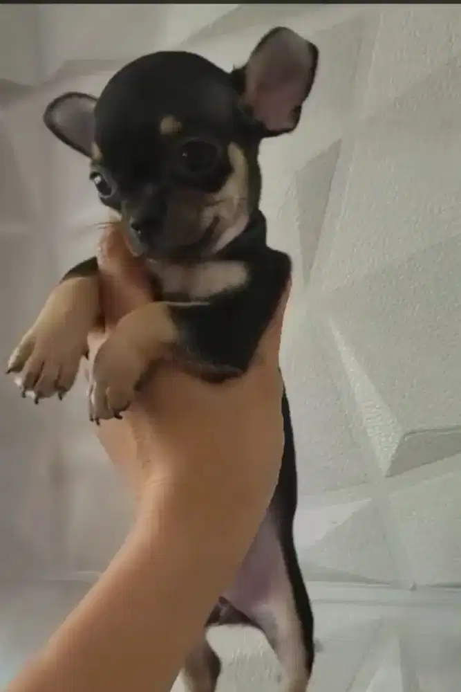 DIJUAL ANAK ANJING CHIHUAHUA APPLE HEAD