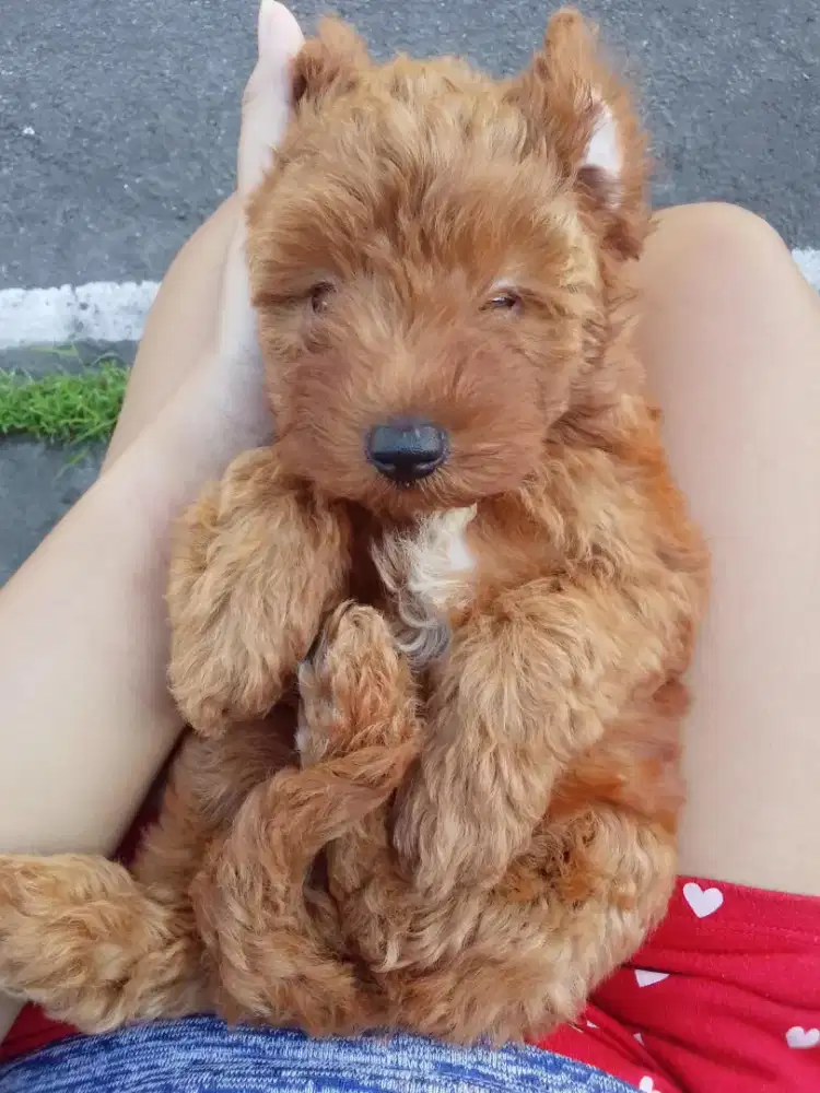 puppies maltipoo non stb