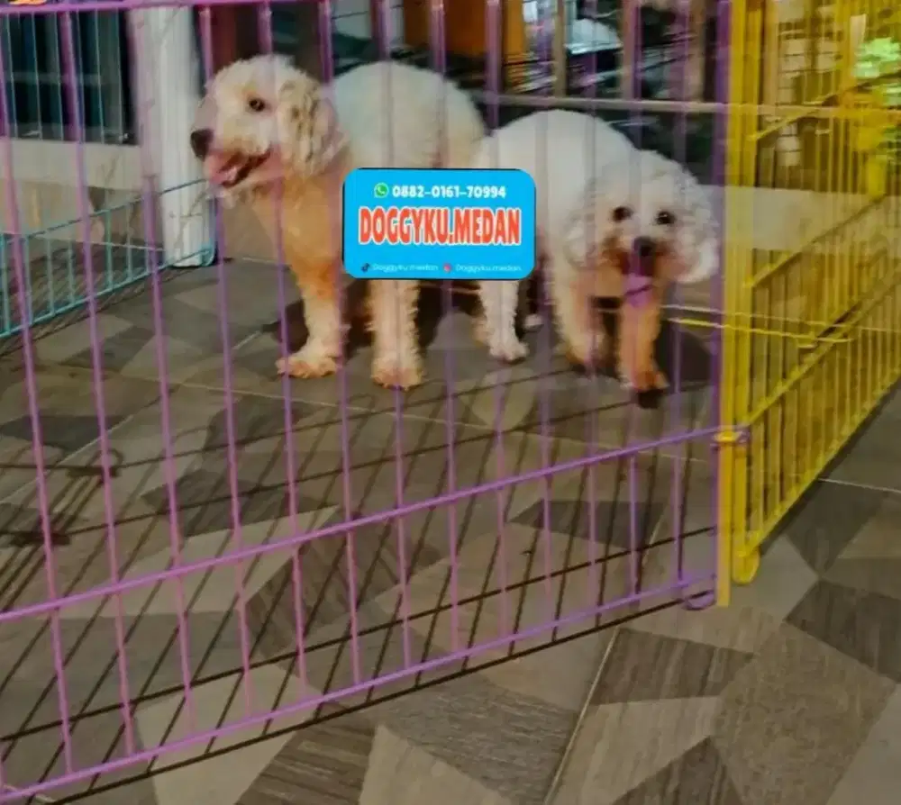 Poodle white stb , open pacak