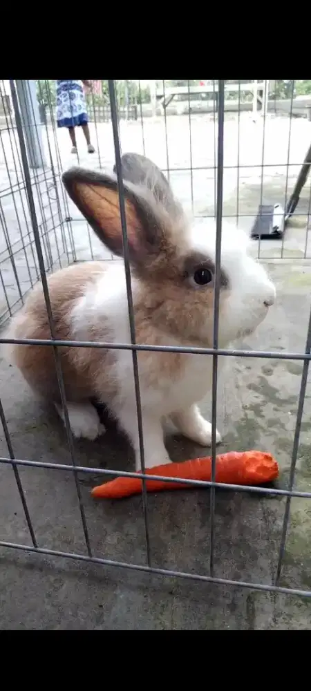 Kelinci dewasa jantan