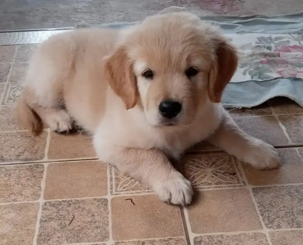 DIJUAL ANAK ANJING GOLDEN RETRIEVER