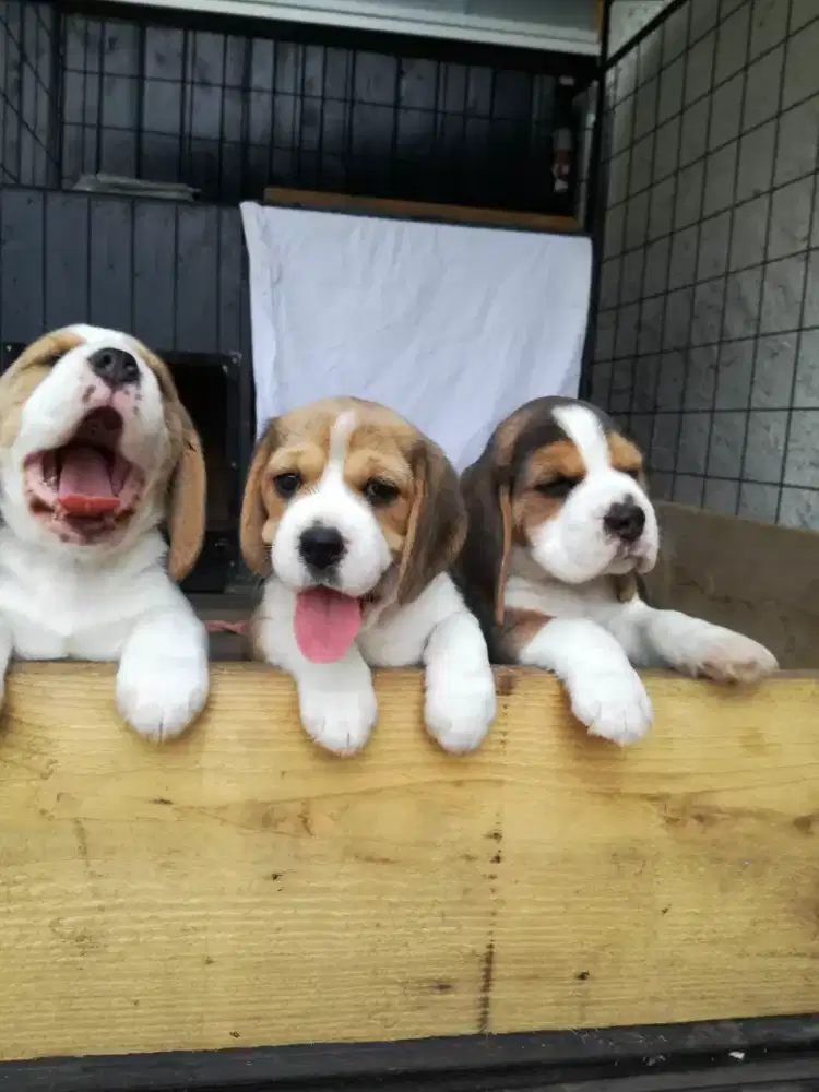 DIJUAL ANJING BEAGLE