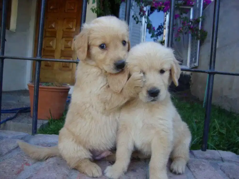 DIJUAL ANAK ANJING GOLDEN RETRIEVER