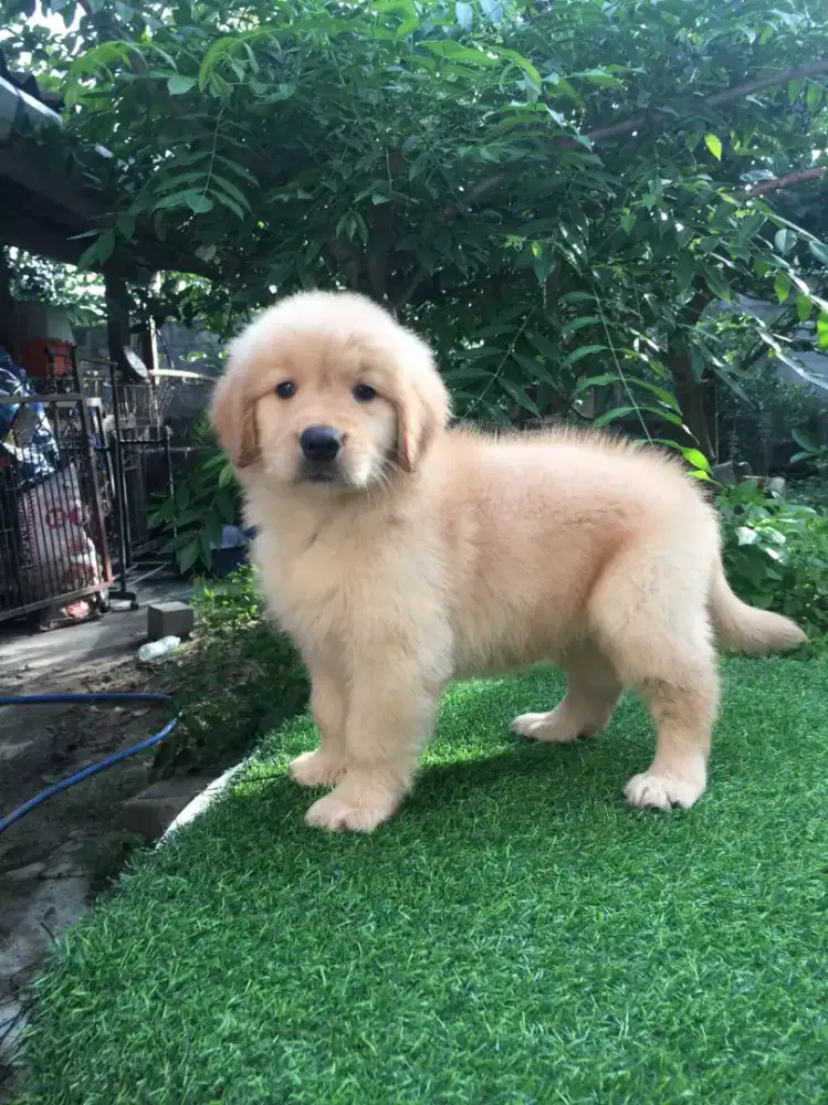 DIJUAL ANJING GOLDEN RETRIEVER