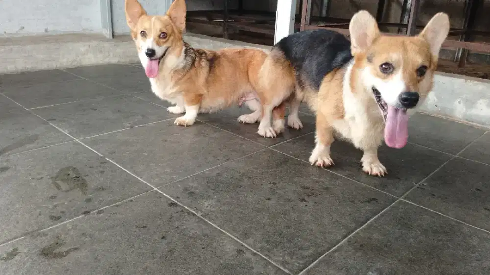 Corgi pacak stb perkin