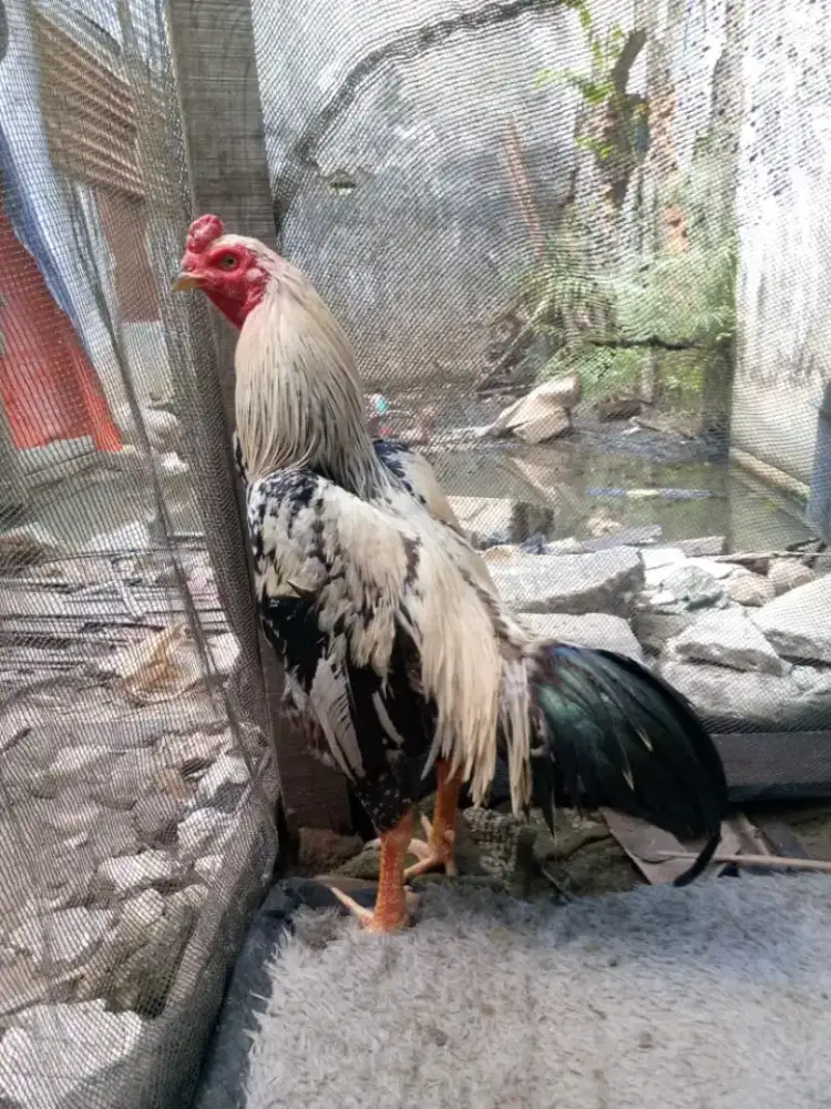 ayam mangon antilock