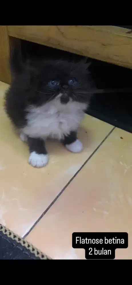 Kucing flatnose kitten