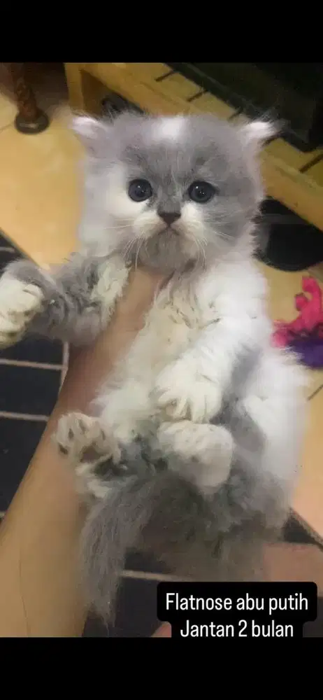 Kucing persia kitten