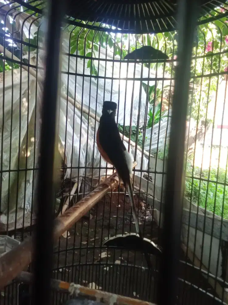 Jual burung murai