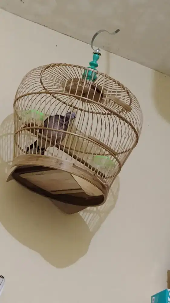 Tekukur dan Perkutut Lokal Berkualitas, Sudah Gacor Manggung