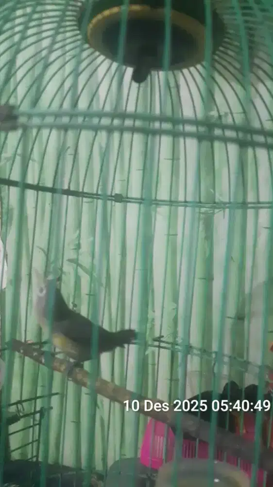 Burung kacamata rajin bunyi fs