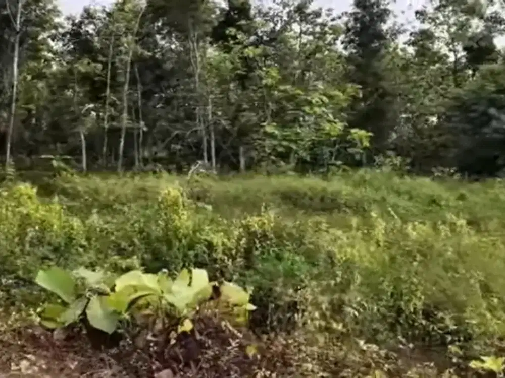 Murah, Tanah Pekarangan