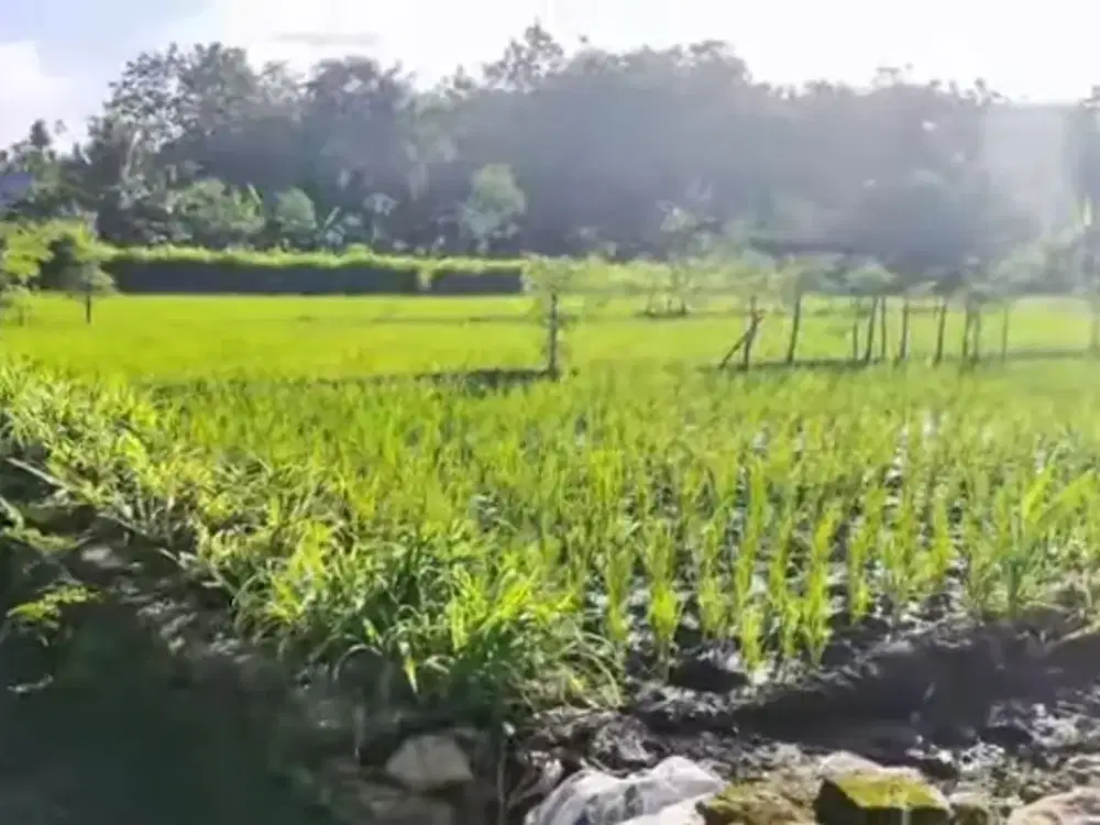 Murah, Tanah Datar Mangku Dua Jalan