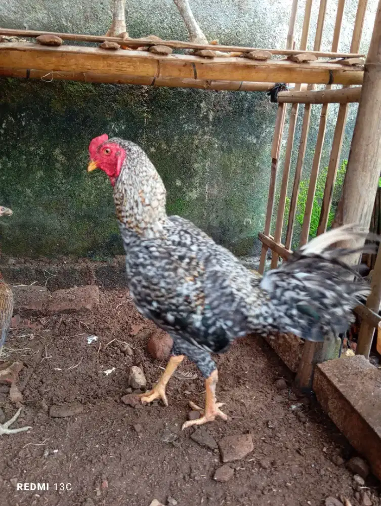 Ayam jantan jali