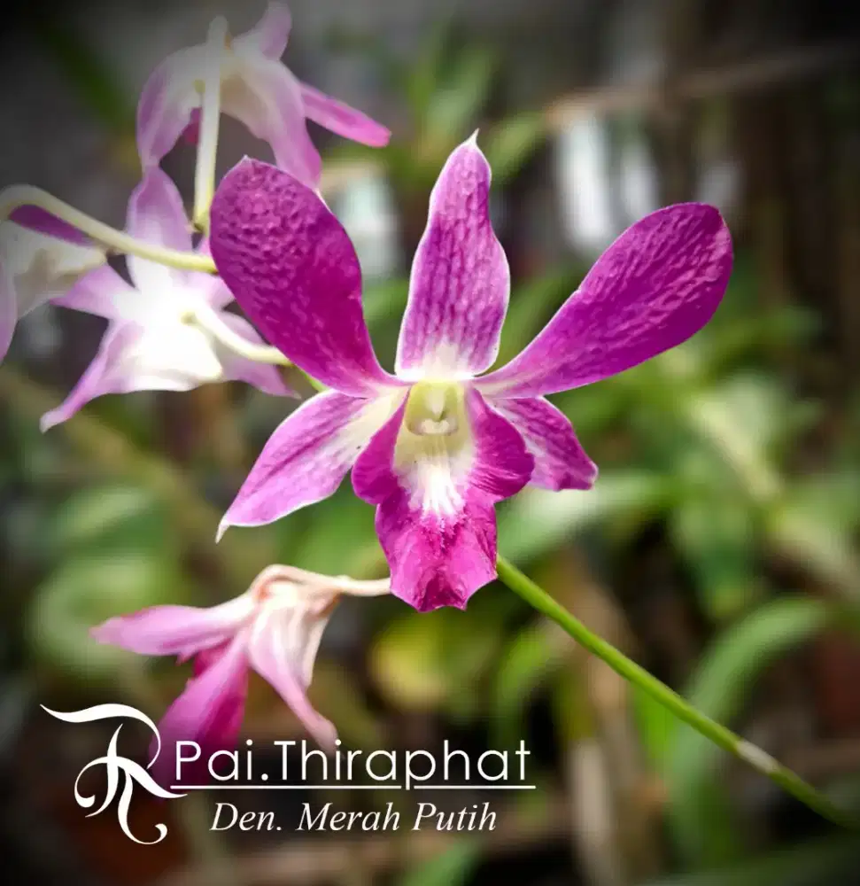 Anggrek Den. merah putih 90k