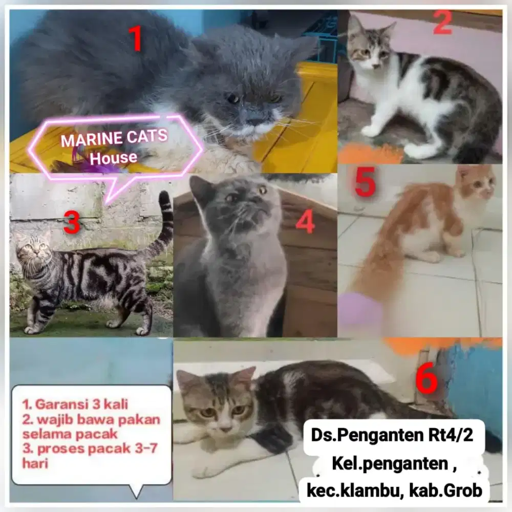 Jasa Pacak Kucing Persia